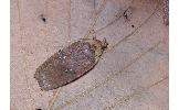 Agonopterix yomogiella