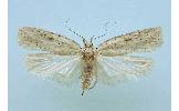 Agonopterix pallidior