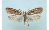 Agonopterix Agonopterix
