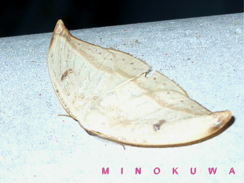 ファイル:Benkei crab and plum blossom (CBL J 2080).jpg