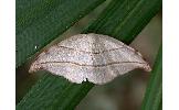 Nordstromia japonica