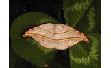 Nordstromia japonica