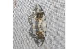 Callicilix abraxata abraxata