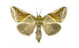 Habrosyne pyritoides derasoides