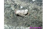 Tethea octogesima octogesima