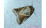 Habrosyne pyritoides derasoides