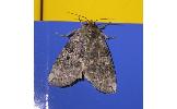Tethea ampliata ampliata