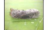 Epipsestis Epipsestis