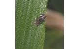 Elachista sp.