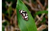 Psychostrophia melanargia