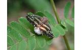 Epiricania hagoromo