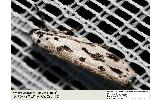 Ethmia Ethmia