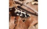 Aroga mesostrepta