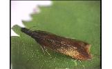 Dichomeris ustalella