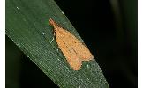 Dichomeris tostella