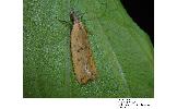 Dichomeris sp.