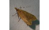 Dichomeris sp.