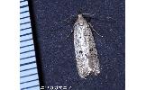 Gelechia acanthopis
