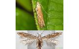 Monochroa japonica