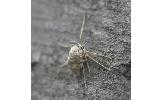 Inurois Inurois