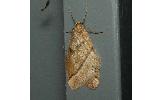 Inurois Inurois