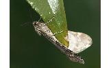 Alsophila foedata