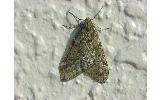 Alsophila Alsophila