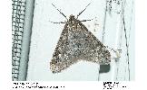 Alsophila japonensis