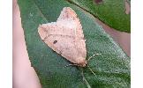 Inurois Inurois