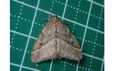 Inurois Inurois