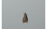 Inurois Inurois