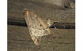 Inurois Inurois