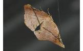 Agaraeus parvus distans