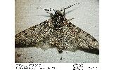 Biston betularia parvus