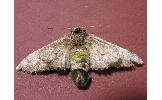 Biston marginata