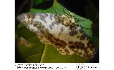 Biston panterinaria sychnospilas