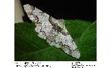 Biston regalis comitata