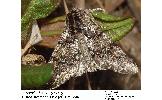Biston strataria hasegawai