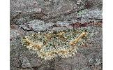 Calicha ornataria ornataria