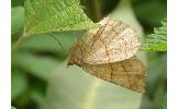 Cotta incongruaria