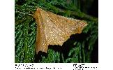 Ennomos nephotropa
