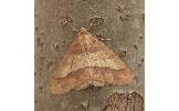 Erannis Erannis