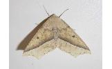 Odontopera aurata