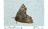 Odontopera bidentata harutai