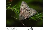 Pachyligia dolosa