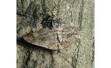 Protalcis concinnata