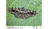 Satoblephara Satoblephara