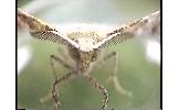 Agaraeus discolor