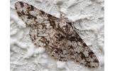 Biston marginata