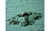 Biston regalis comitata